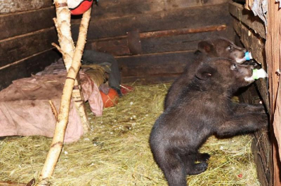 Истощённых медвежат спасли в Чунском районе