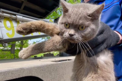 Как мэр Черемхово Семенов спас кошака и спикера Ведерникова